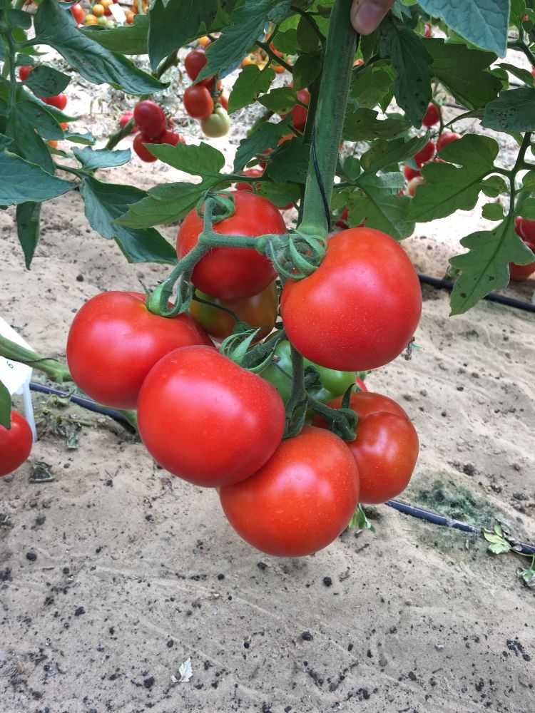 Лучшие сорта томатов для теплиц  разбираемся, какие семена помидоров лучшие  по отзывам экспертов и обычных садоводов