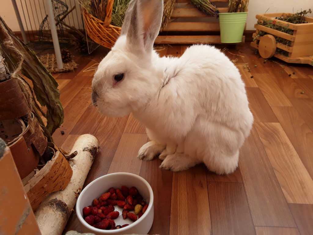 Чем кормят кроликов в домашних условиях: группы кормов