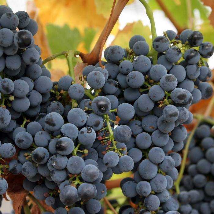 Как выращивать неукрывные сорта винограда в средней полосе россии - 1rre