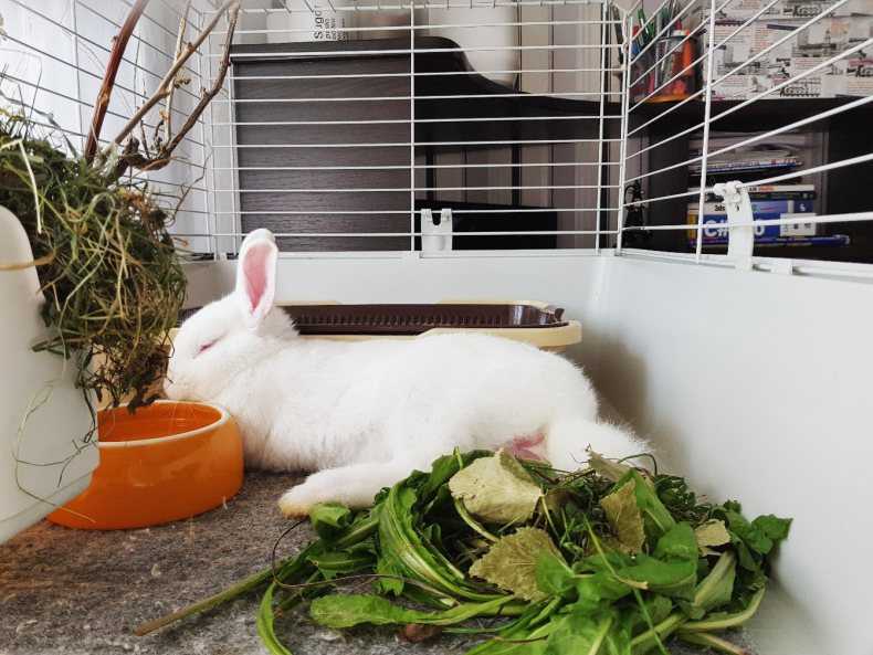 Чем можно и нельзя кормить декоративного кролика в домашних условиях