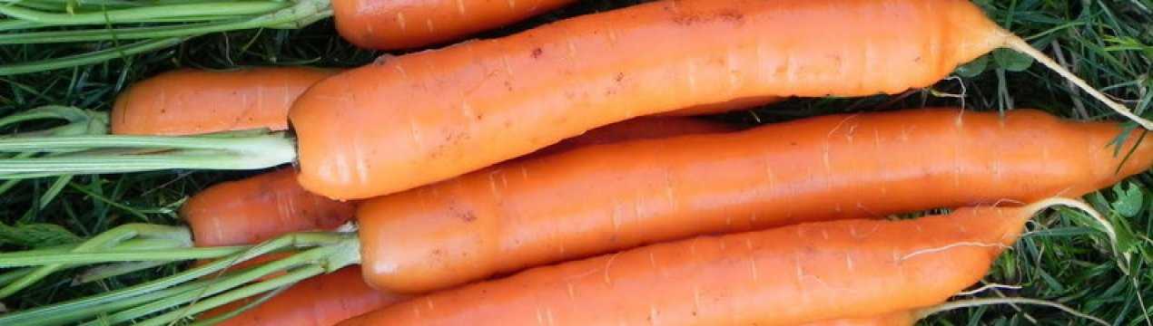 Лучшие сорта моркови, вкусовые качества, урожайность
