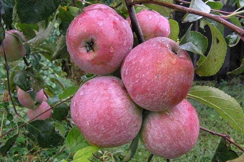 Зеленые яблоки - лучшие сорта зеленых яблонь с названиями и фото (каталог)