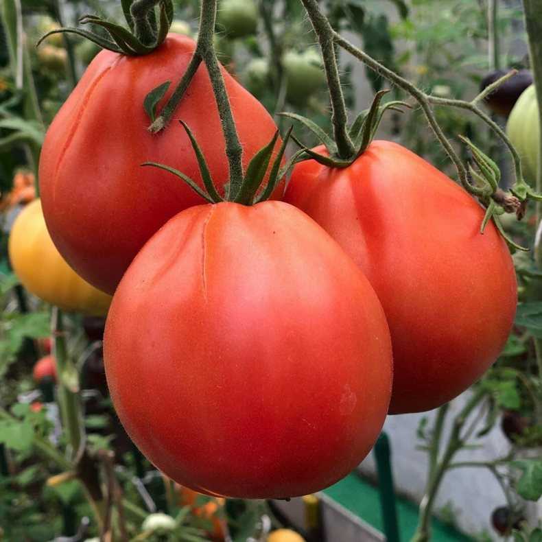 Лучшие сорта и гибриды томатов черри для открытого грунта и для теплиц для Подмосковья, Средней полосы, Сибири, южных регионов  разбираемся, какие семена помидоров черри самые лучшие