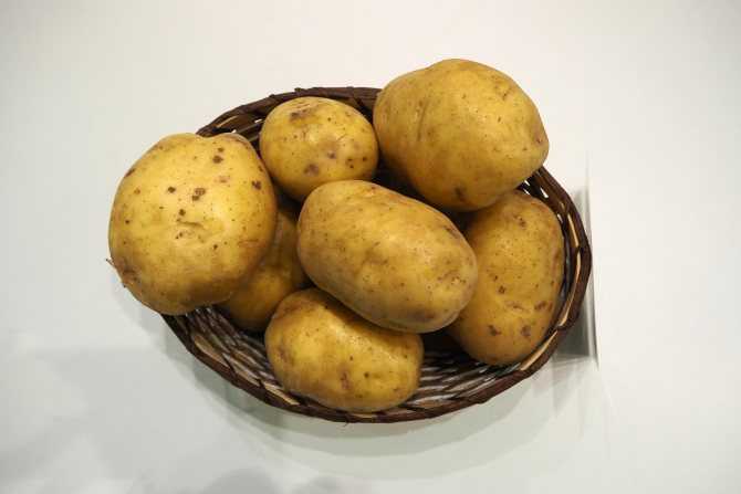 10 лучших сортов картофеля для средней полосы - рейтинг 2021