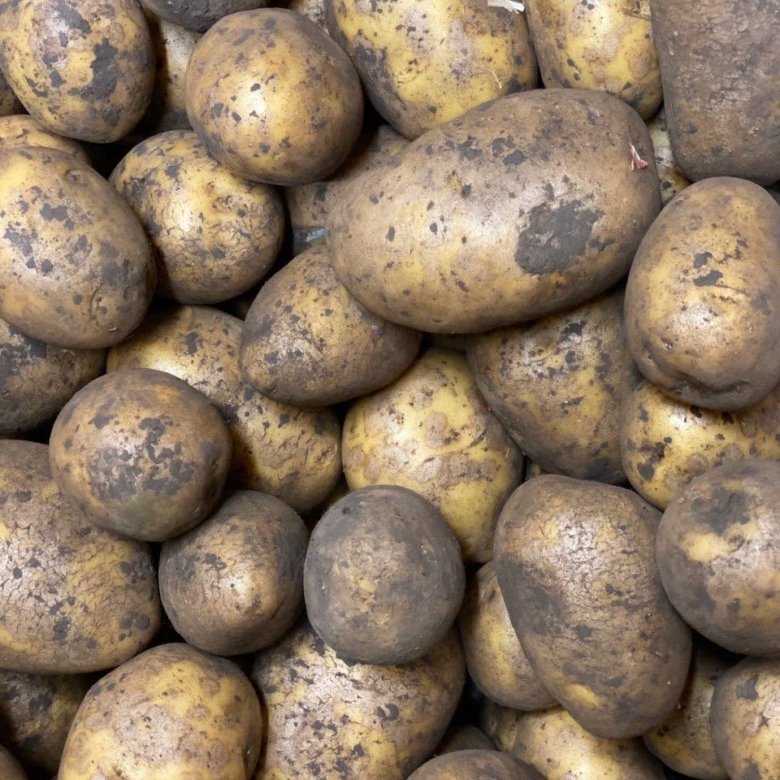 Лучшие сорта картофеля на 2021 год: самые высокоурожайные для регионов россии, украины и белоруссии
