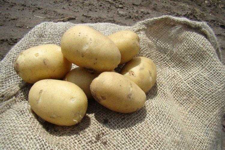 Топ 12 урожайных сортов картофеля для всех регионов россии