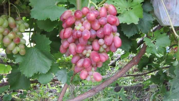 Лучшие сорта саженцев винограда для подмосковья