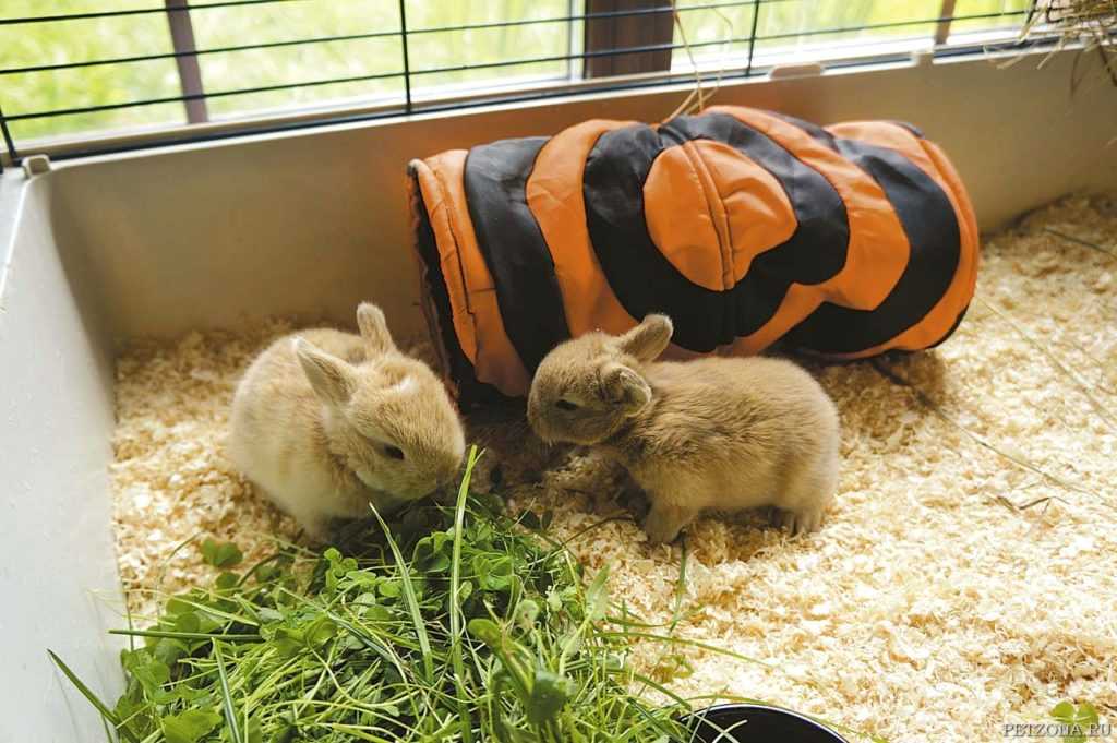Можно ли кормить карликовых кроликов мандаринами и другой экзотикой