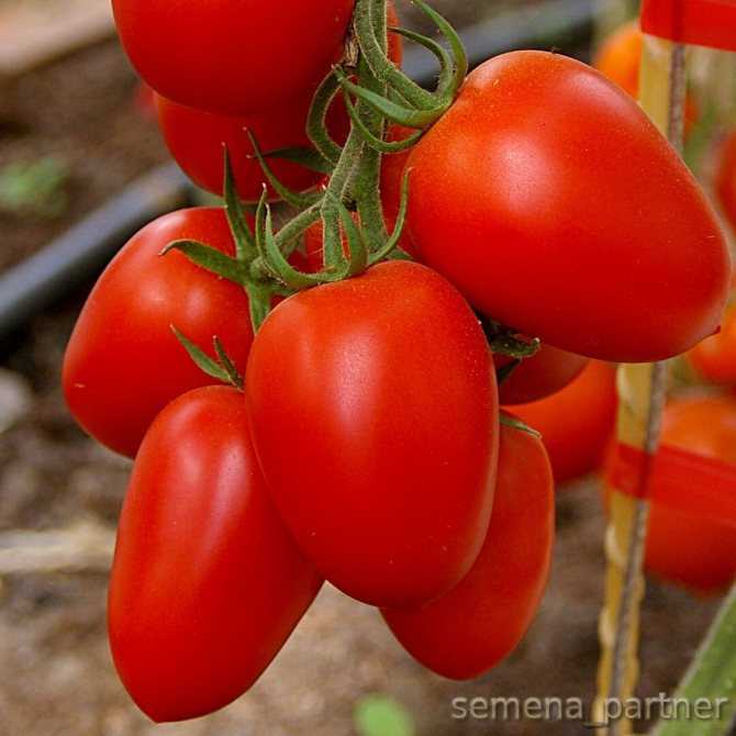 15 лучших сортов помидоров для теплиц - рейтинг 2021