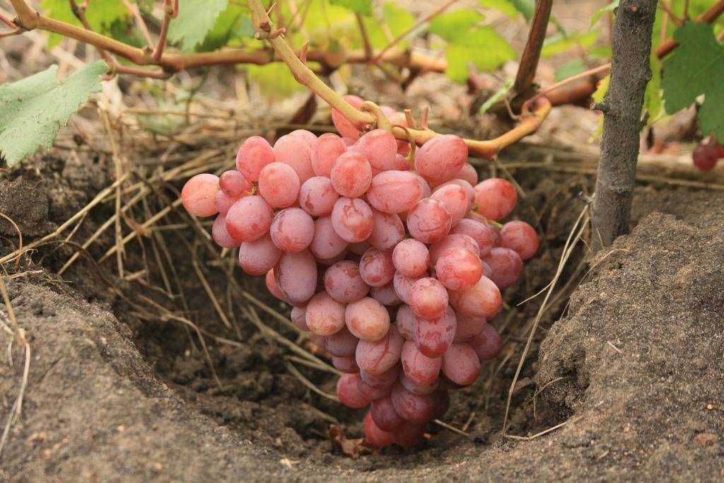 15 лучших сортов винограда - рейтинг 2021