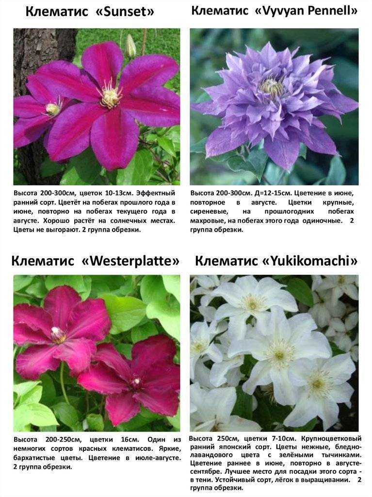 Зимостойкие сорта  клематиса - фото с названиями и описания, отзывы садоводы