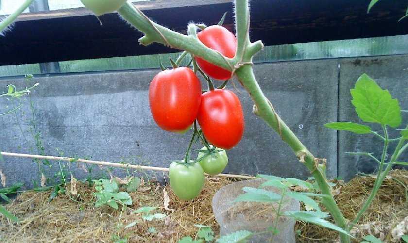 Лучшие сорта томатов для теплиц  разбираемся, какие семена помидоров лучшие  по отзывам экспертов и обычных садоводов