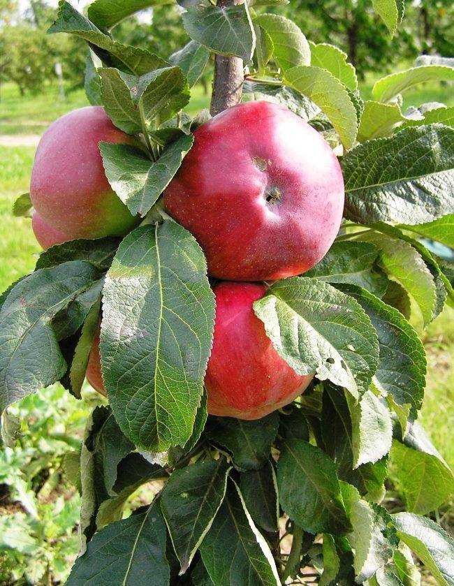 Колоновидная яблоня: 10 лучших сортов, посадка и уход, выращивание, подкормка, срок жизни