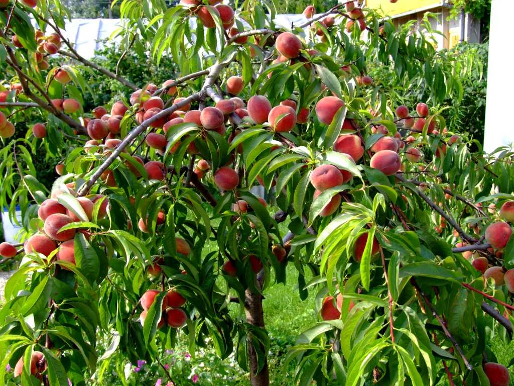 15 лучших сортов персика - рейтинг 2021