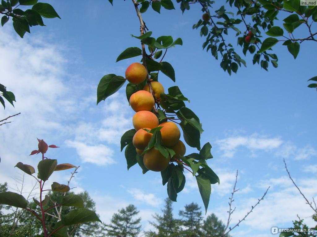 Самые вкусные сорта абрикосов описание сортов