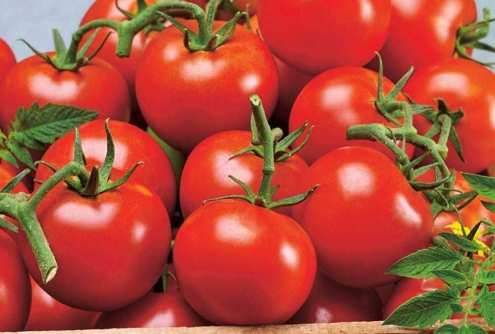Лучшие сорта томатов 2020 года: отзывы, форум дачников, как выбрать для регионов, видео