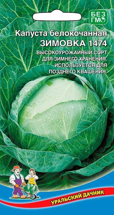 Поздние сорта капусты белокочанной для россии