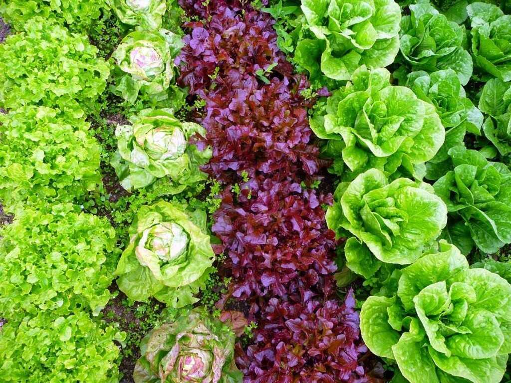 Лучшие сорта салатов для теплиц и открытого грунта на 2021 год: новые, вкусные