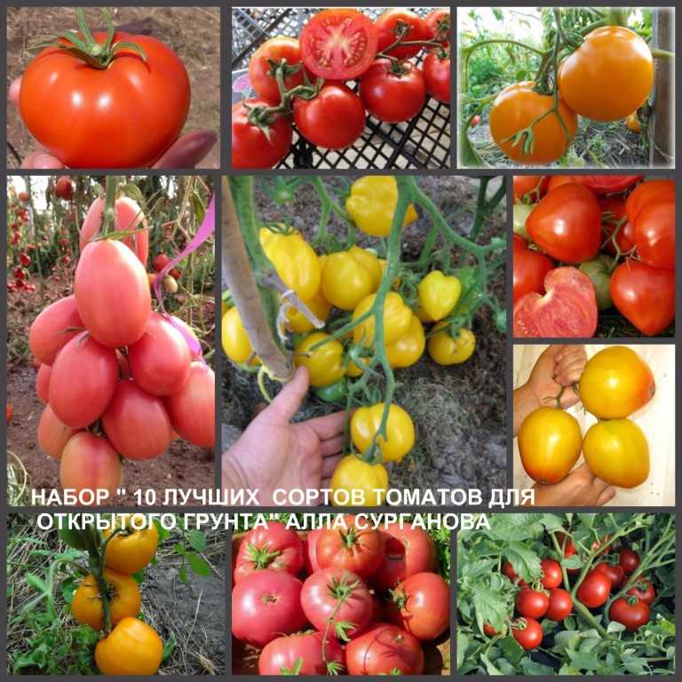 Самые лучшие сорта низкорослых томатов для теплицы