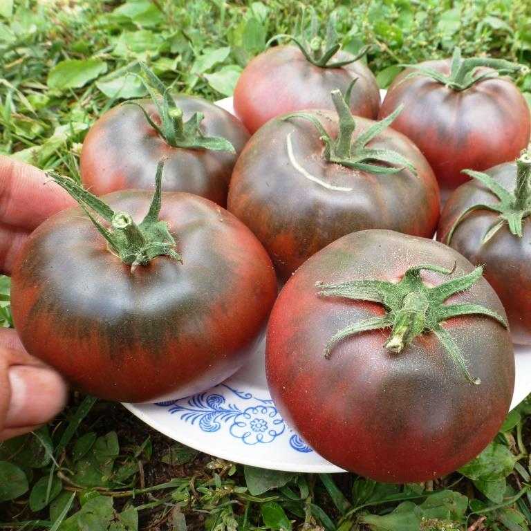 Лучшие томаты 2021 года: отзывы, фото, описание