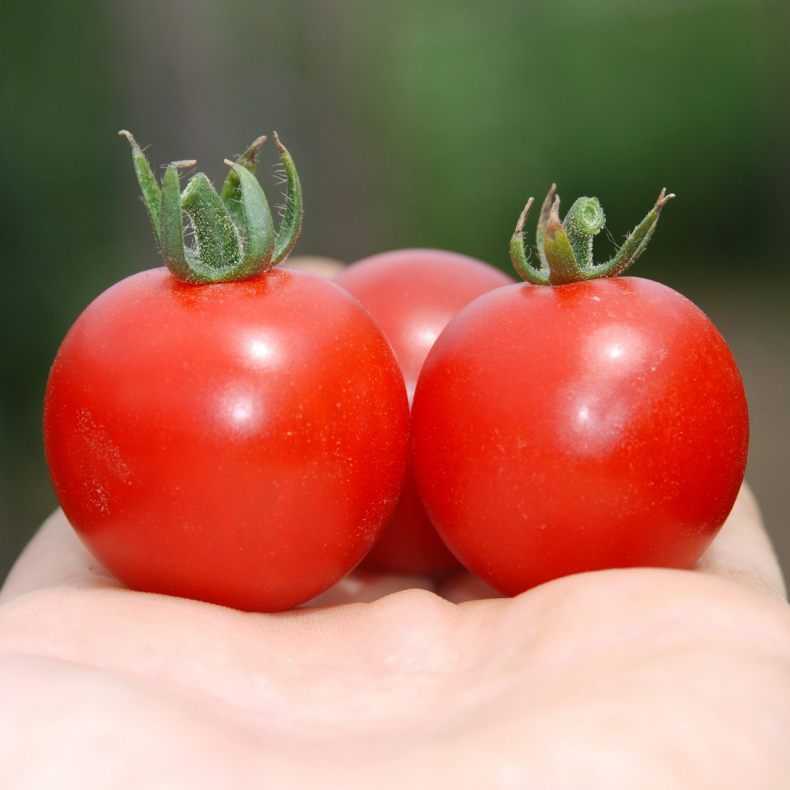 Лучшие сорта томатов черри - топ 15🍅, характеристика и описание, фото, урожайность, достоинства