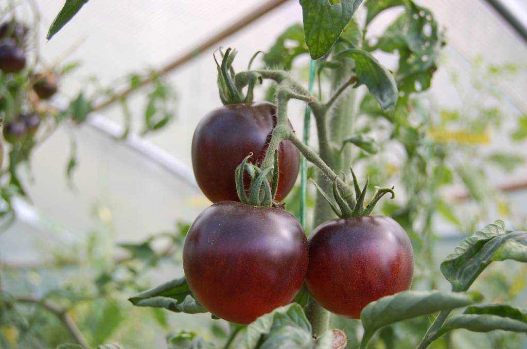 Лучшие сорта черных томатов   по отзывам садоводовлюбителей и экспертов Описание лучших сортов черных томатов, фото, отзывы