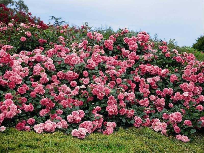 Почвопокровные розы: лучшие сорта и выращивание