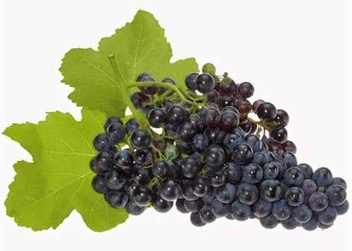 Какие сорта винограда лучше посадить в подмосковье