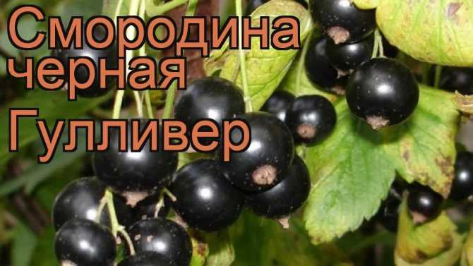 Лучшие сорта черной смородины для Подмосковья, Сибири, южных регионов   по отзывам садоводовлюбителей и экспертов