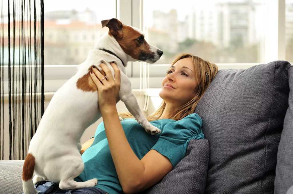 Лучшие породы собак для квартиры: критерии выбора и особенности содержания