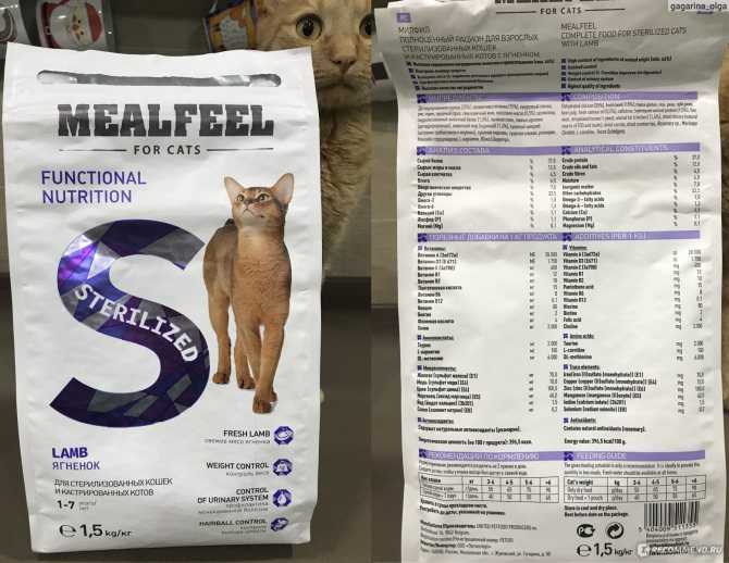 Лучший корм для стерилизованных кошек: сухой, влажный, рейтинг