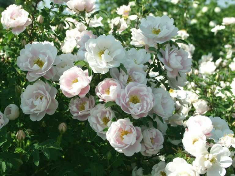 10 лучших морозоустойчивых сортов роз для подмосковья