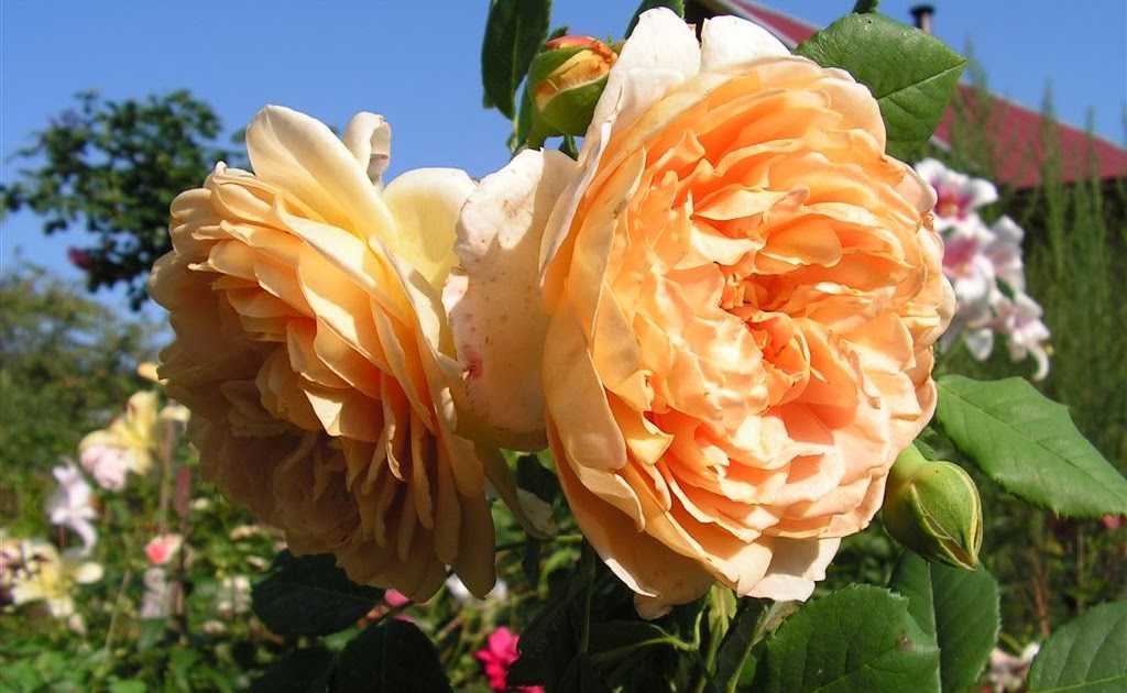 Розы дэвида остина: сорта, фото и описание