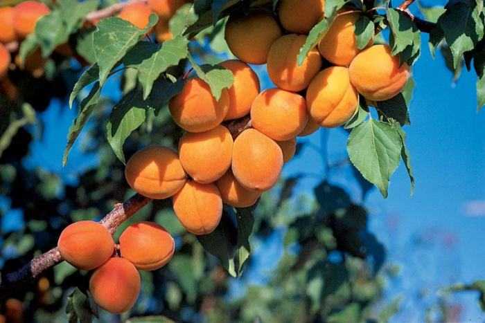 Самые крупные сорта абрикосов