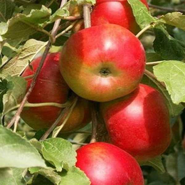 15 лучших сортов яблонь для средней полосы и подмосковья: описания с учётом сезонности