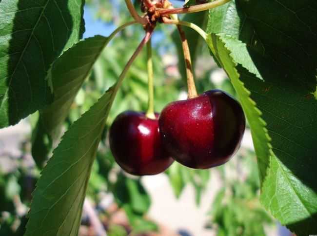 15 лучших сортов вишни для средней полосы россии