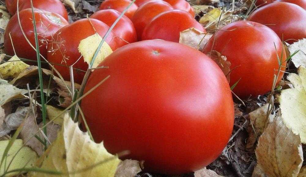 Какие сорта томатов для консервирования подходят наилучшим образом: что следует выбрать?