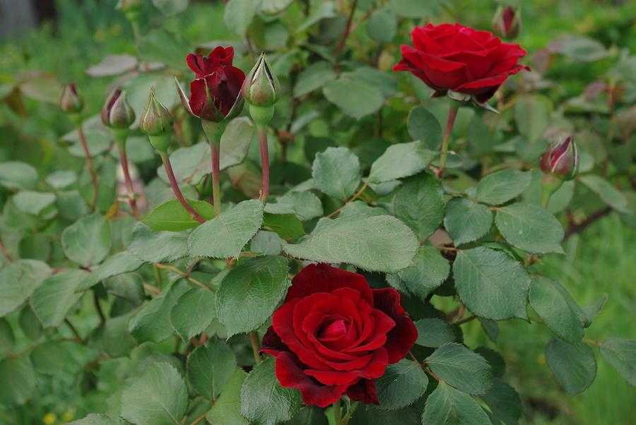 Розы флорибунда : что это такое и чем они хороши
