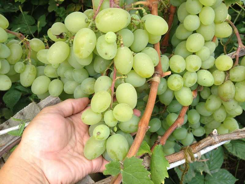 10 лучших сортов винограда для средней полосы - рейтинг 2020