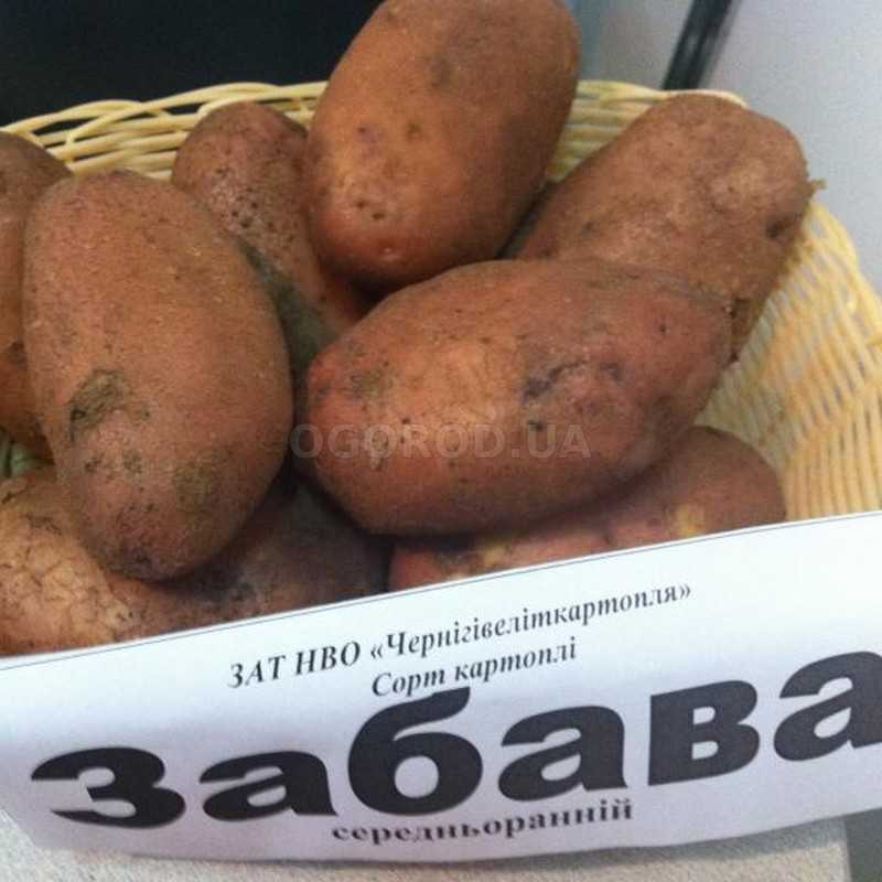 Лучшие сорта картофеля, топ-10 рейтинг хороших сортов картошки