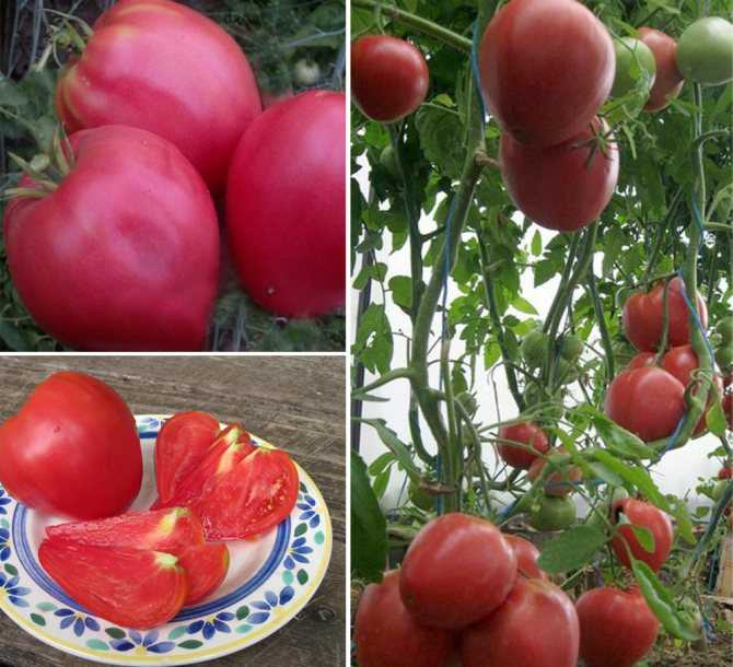 Семена томатов лучшие сорта для сибири: урожайные и неприхотливые