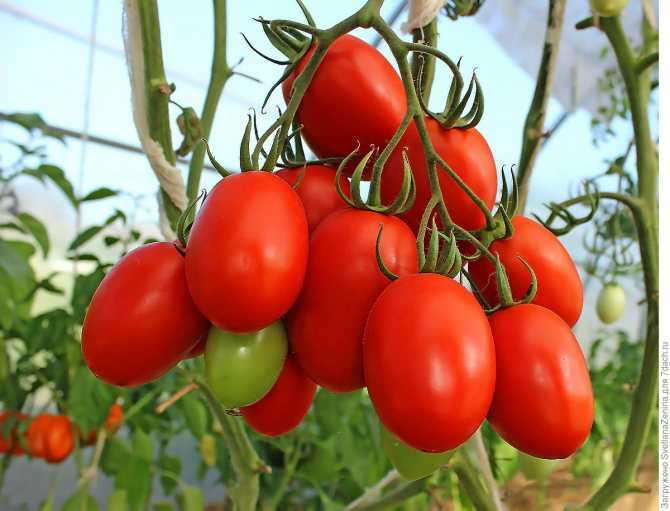 Рейтинг лучших сортов помидор для теплиц на 2021 год