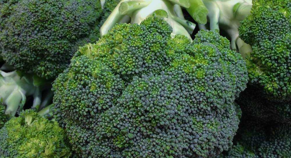 Топ-10 лучших сортов капусты брокколи для различных регионов страны. особенности выращивания брокколи в подмосковье, сибири и на урале