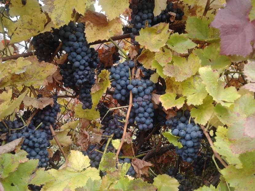 🍷лучшие винные сорта винограда на 2021 год