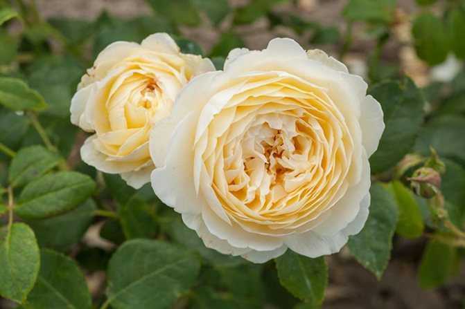 Лучшие плетистые розы по отзывам цветоводов  описание и фото популярных сортов для Подмосковья, средней полосы, южных регионов
