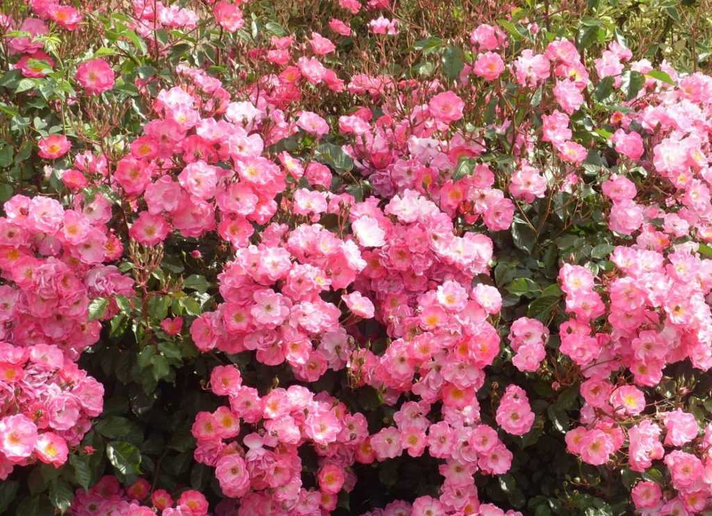 Почвопокровные розы в дизайне сада, фото сортов