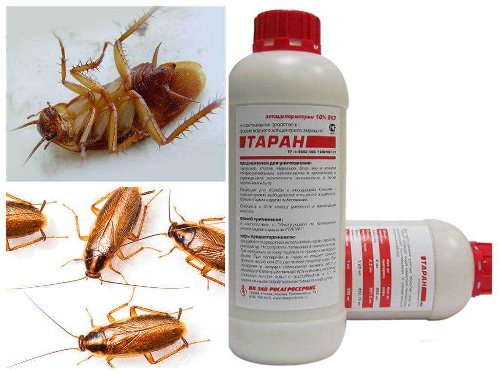 Топ-15 самых лучших и эффективных средств от тараканов