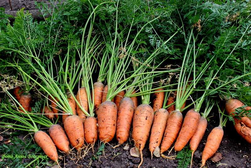 Лучшие сорта моркови 2021 года: самые сладкие корнеплоды