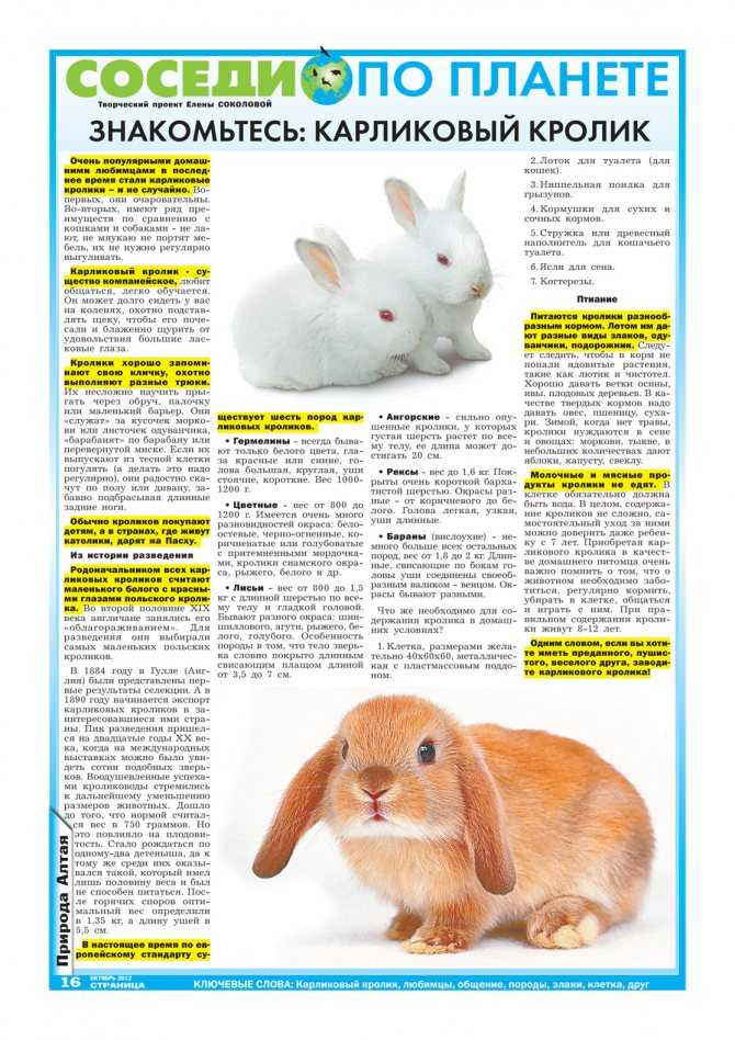 Чем кормить кроликов декоративных пород