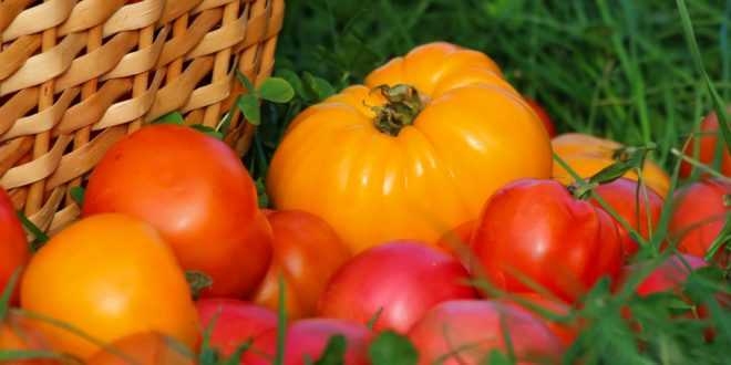 Лучшие сорта и гибриды помидоров для засолки и консервирования  разбираемся, какие семена засолочных томатов лучшие  по отзывам экспертов и садоводов